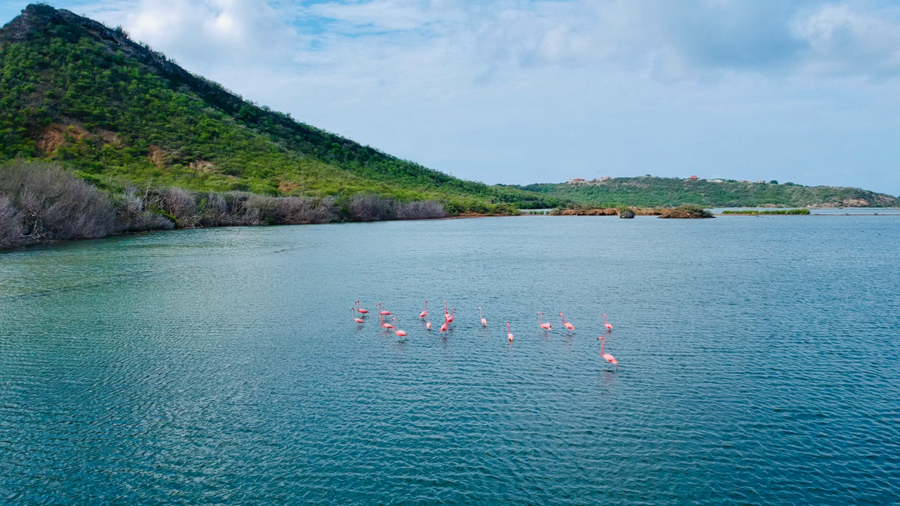 Illustratie voor: Dit zijn dé leukste tips voor een onvergetelijke reis naar Curaçao