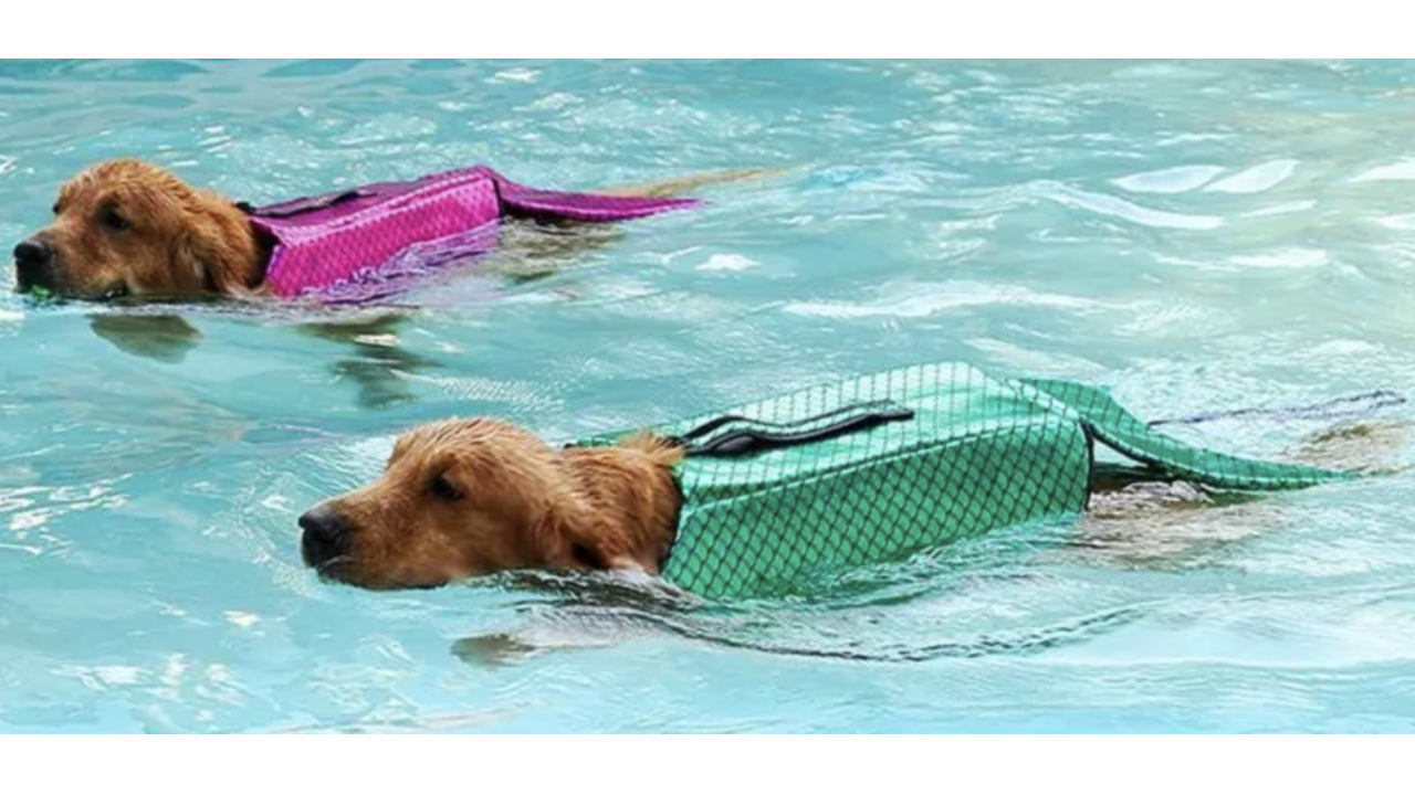 Illustratie voor: Maak van je hond een zeemeermin met dit accessoire