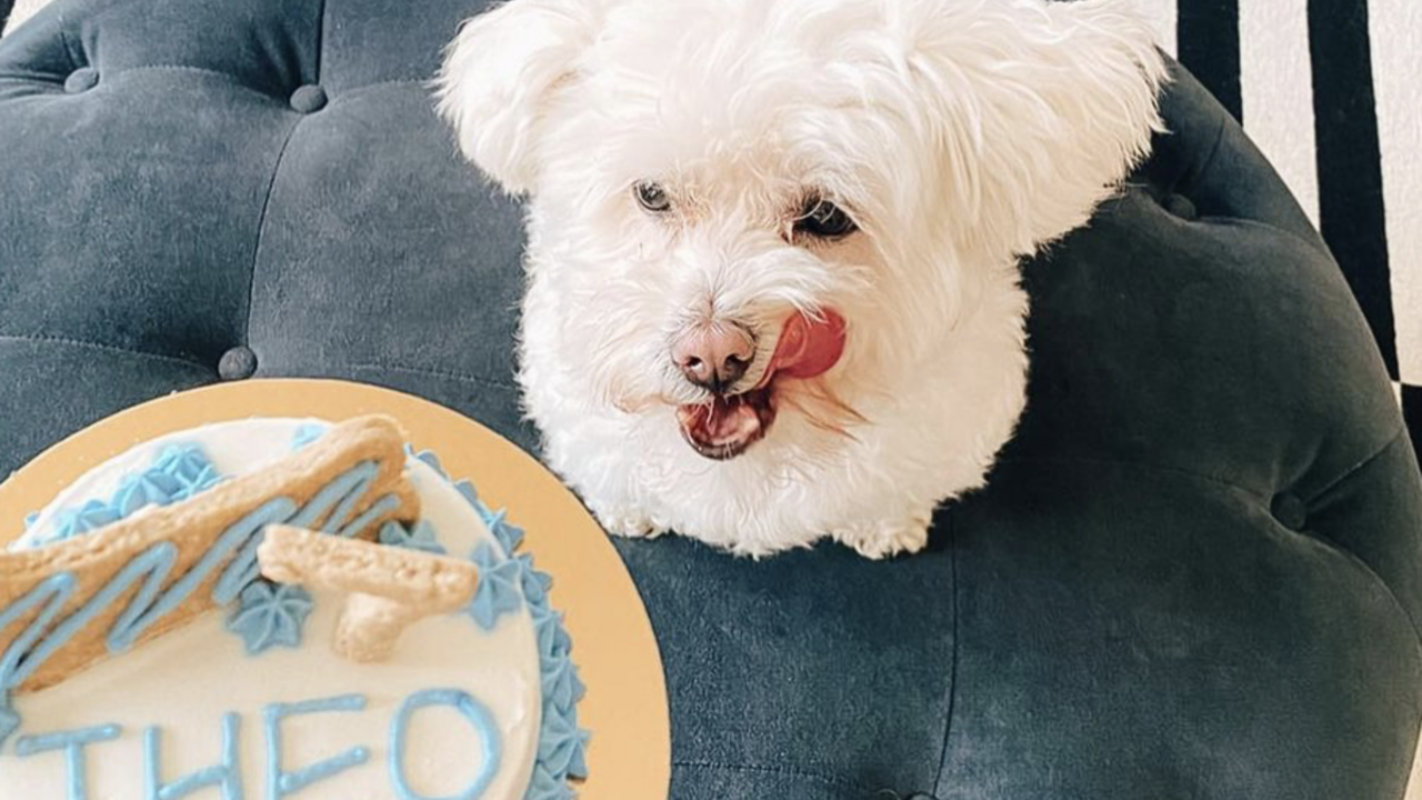Illustratie voor: Deze Amsterdamse bakkerij maakt verjaardagstaarten voor honden