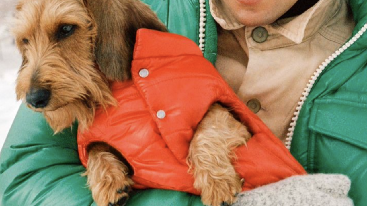 puffer jack voor je hond