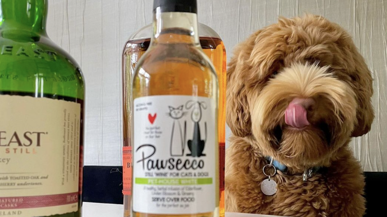 Illustratie voor: Met deze Pawsecco borrel jij met je huisdieren