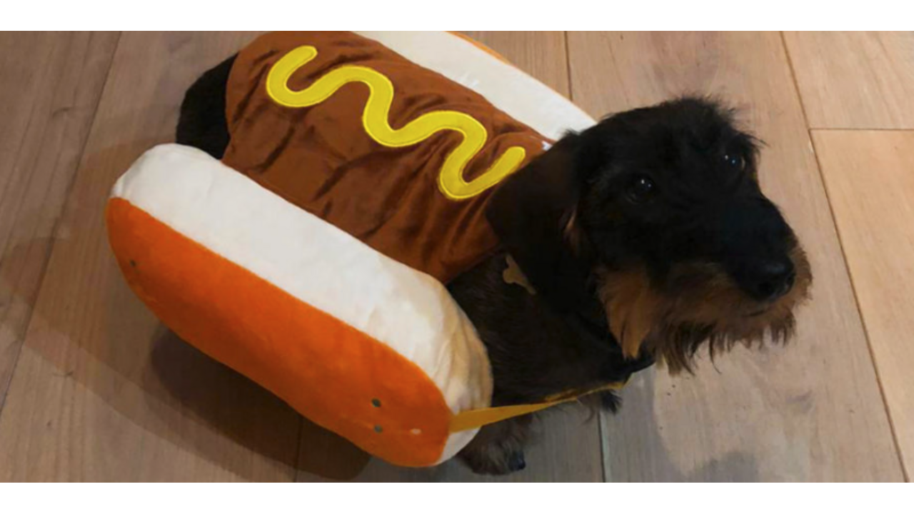 verkleedpakje voor je hond