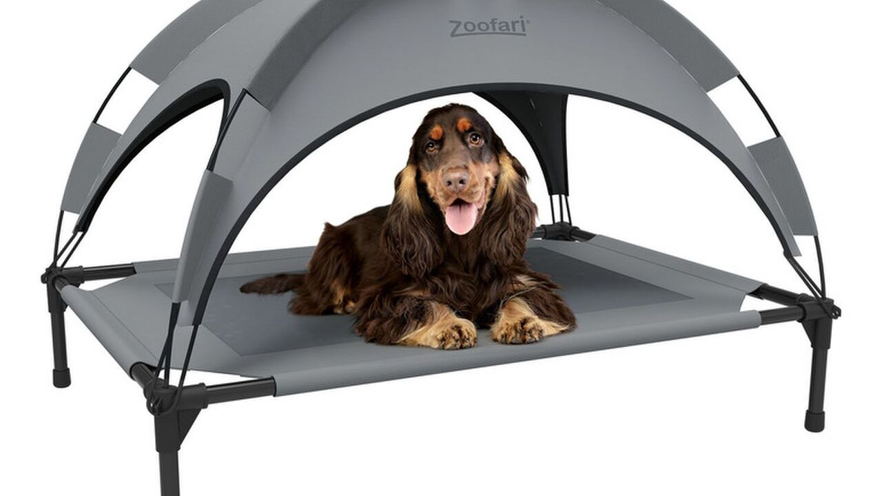 Illustratie voor: HEBBEN: Lidl komt met zonnebed voor je hond