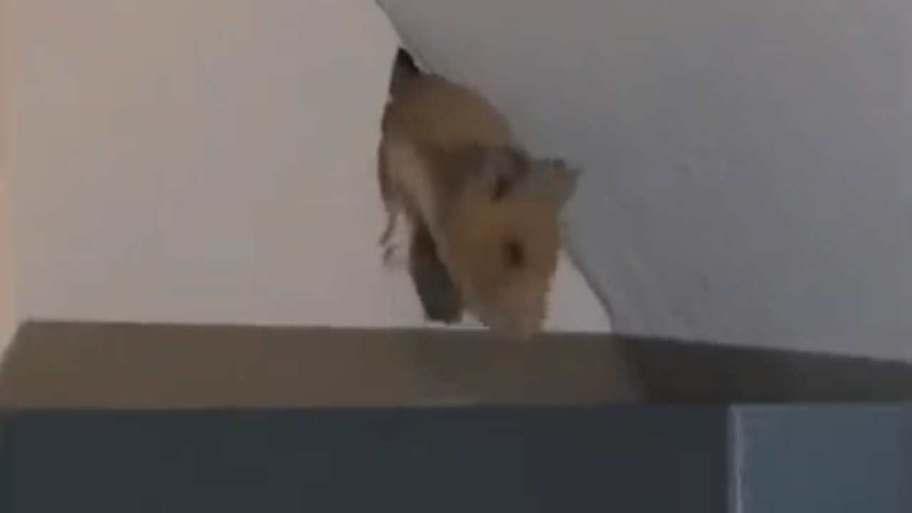 hamster