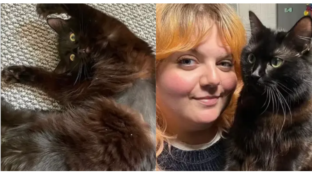 8.000 euro dierenarts kat raar