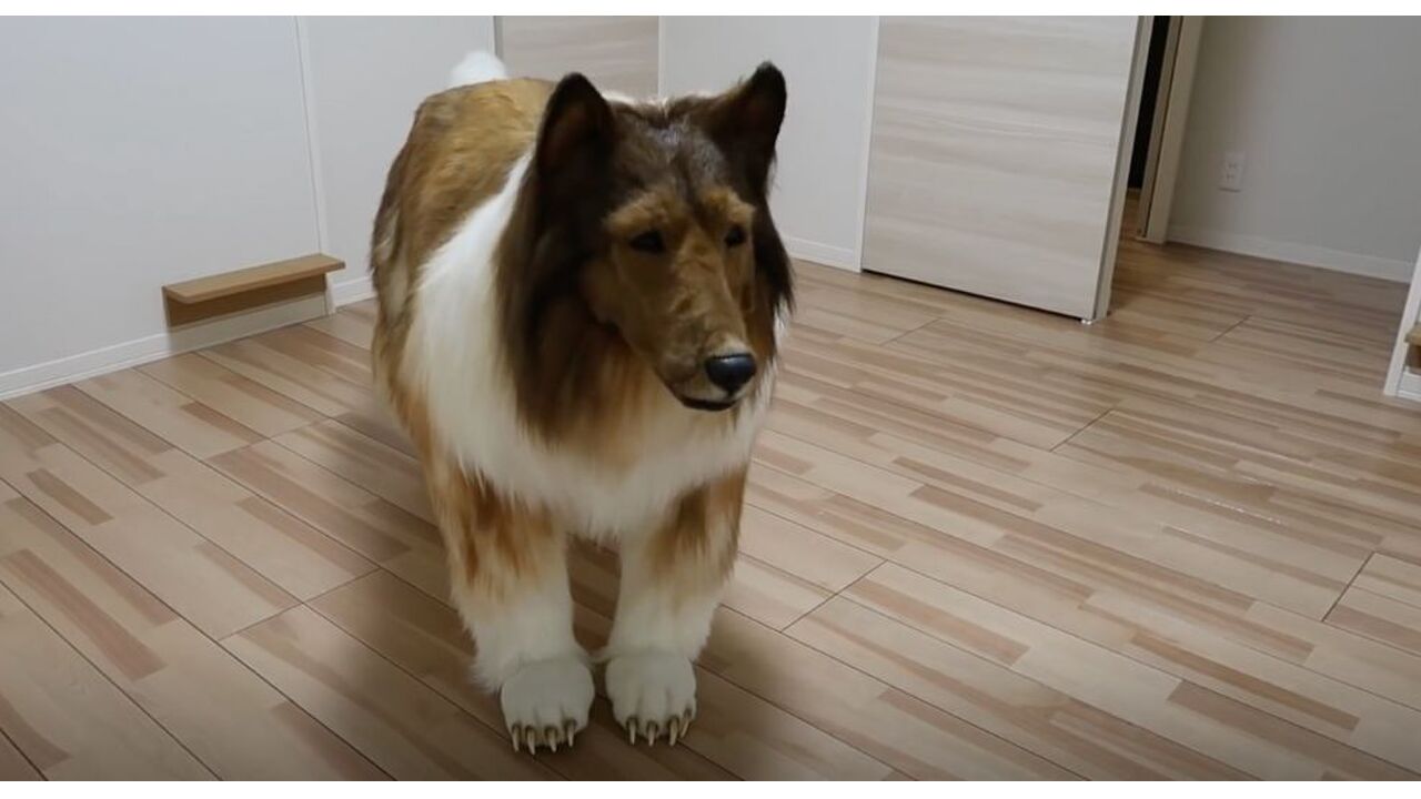 hond