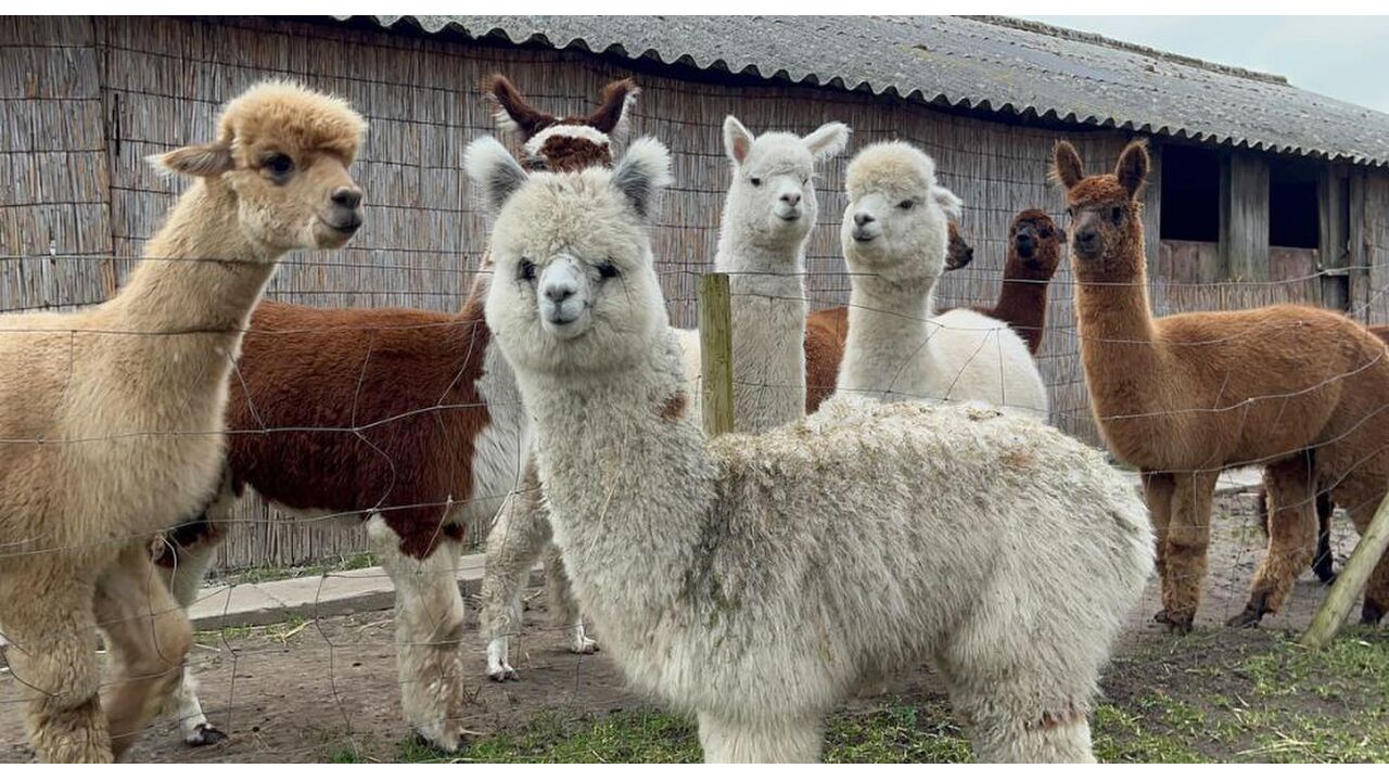 high tea met alpaca's