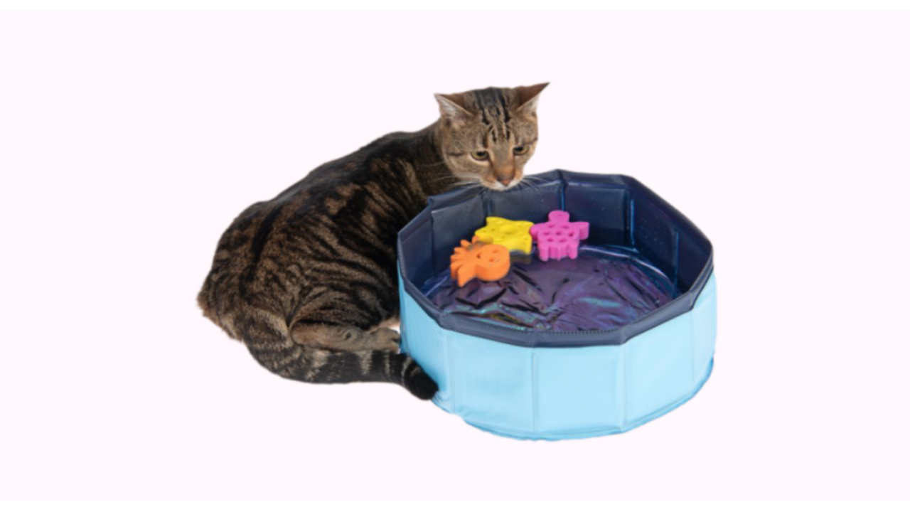 kattenzwembadje