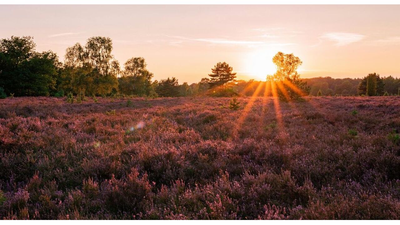 paarse heide