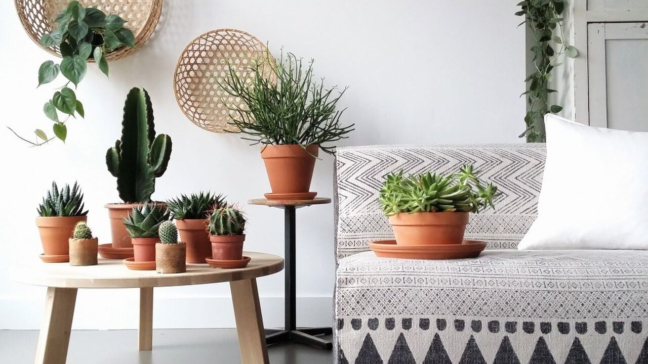 Illustratie voor: Waarom iedereen planten in huis moet hebben