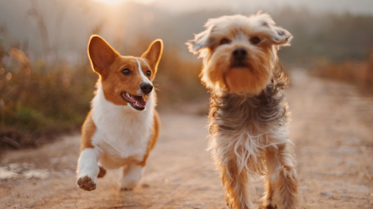 Illustratie voor: Science says: een hond in je leven maakt je een stuk gelukkiger