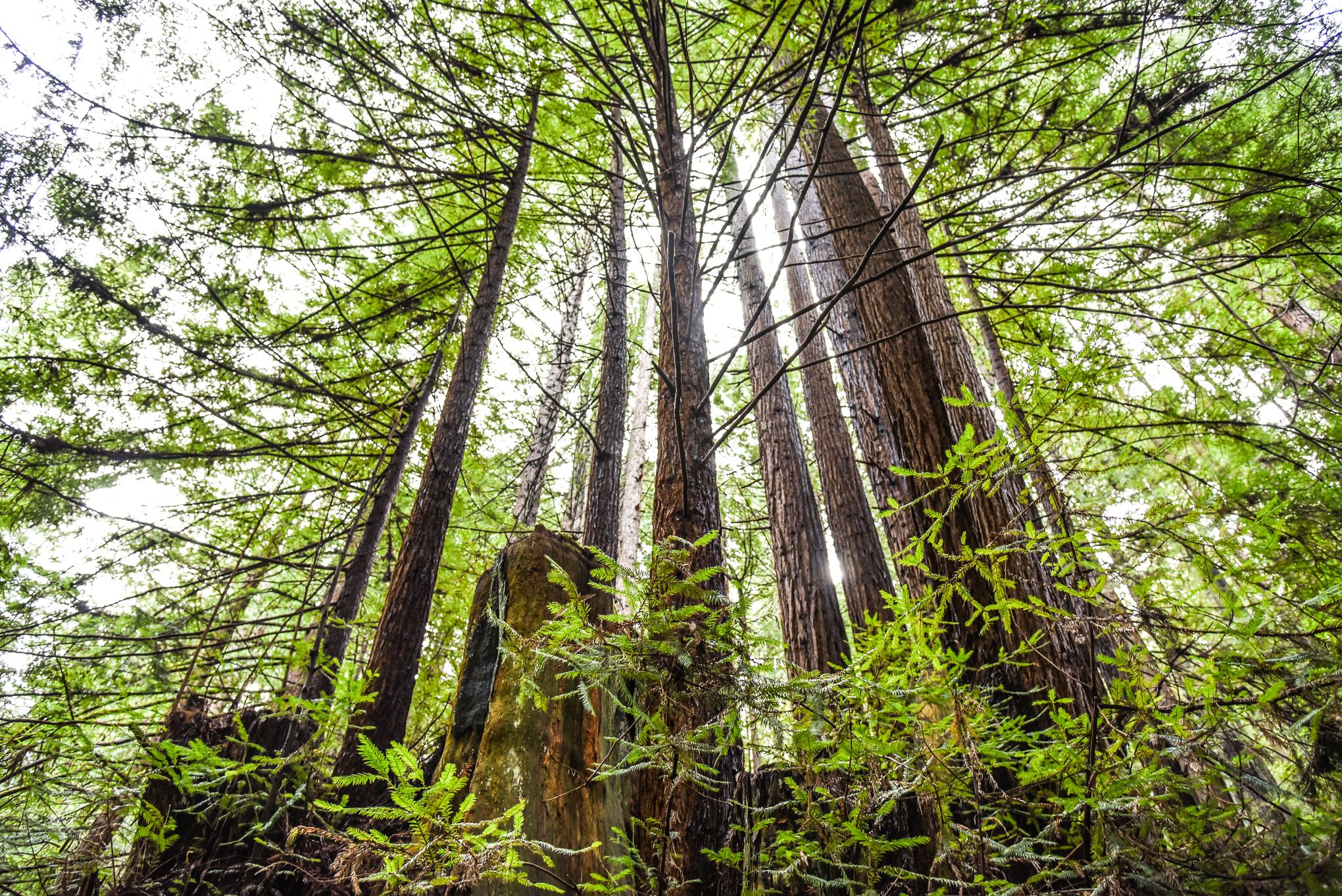 California Coastal Redwood Forest