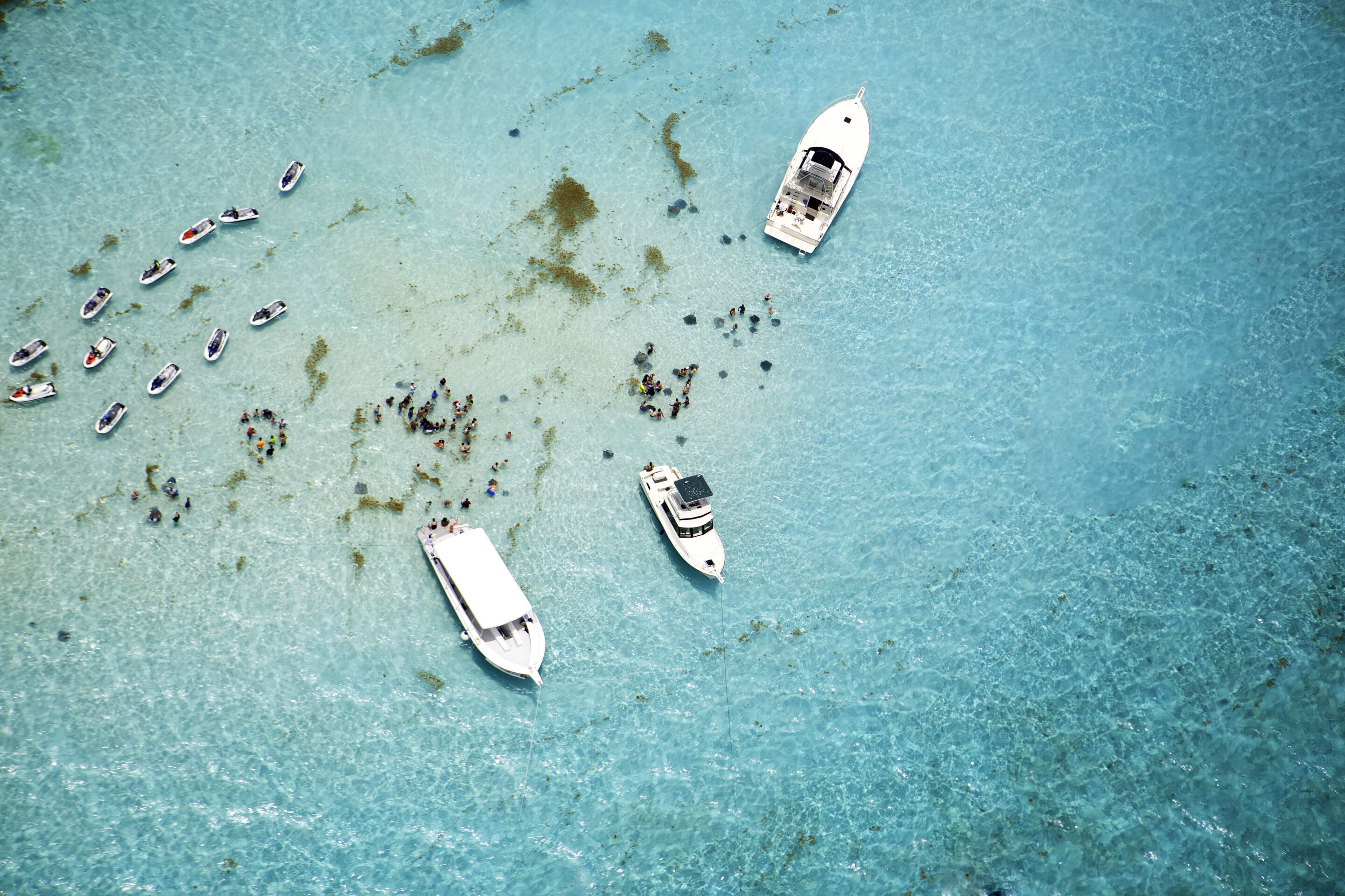 Aerial view of stingrays at Stingray City on Grand Cayman