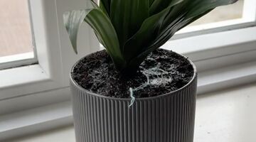 tampon in een plantenpot