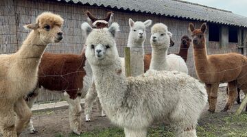 high tea met alpaca's