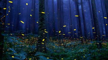 Het fenomeen “Dansende zielen van voorouders” op het eiland van Shikoku.