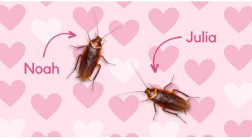 Kakkerlakken valentijn Valentijnsdag prank wraak ex