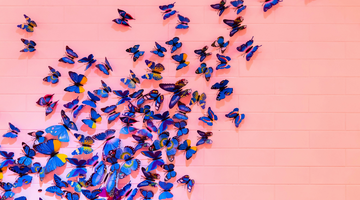 butterfly effect