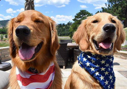 Illustratie voor: Deze Instagram accounts van schattige honden maken jouw vrije maandag nóg mooier
