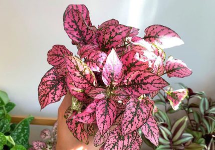 Illustratie voor: Met deze roze planten geef jij je interieur een instant makeover