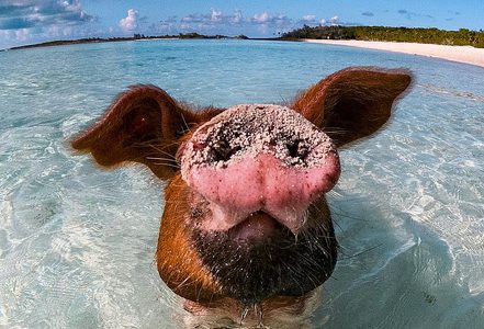 Illustratie voor: Bucketlist material: zwemmen met varkentjes