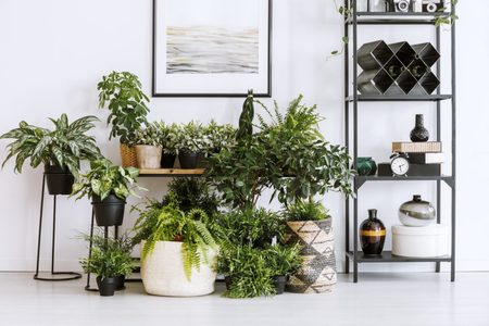 Illustratie voor: Dit zijn de mooiste planten voor in huis en zo verzorg je ze