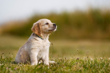 Illustratie voor: Aha! Dit is waarom je brein op volle toeren draait bij het zien van een schattige hond
