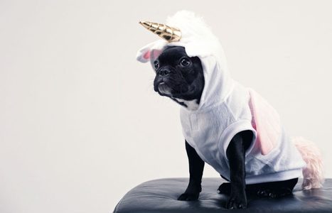Illustratie voor: Primark lanceert hilarische pakjes voor je hond als je dol bent op een verkleedpartij