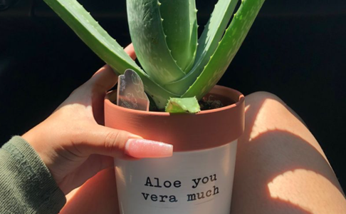 Illustratie voor: 3 redenen waarom je nú een Aloë Vera plant in huis moet halen