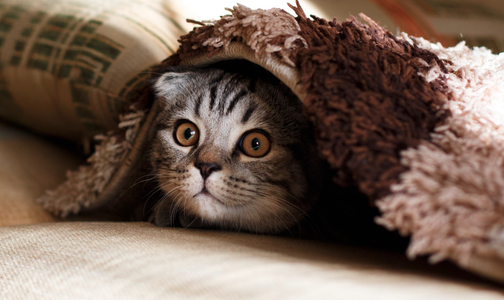 Illustratie voor: Science says: van katten houden is een teken van hoge intelligentie