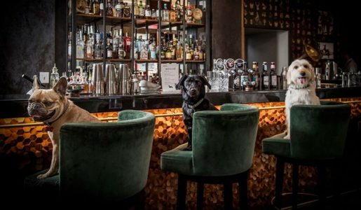 Illustratie voor: Deze cocktailbar voor honden is nét geopend