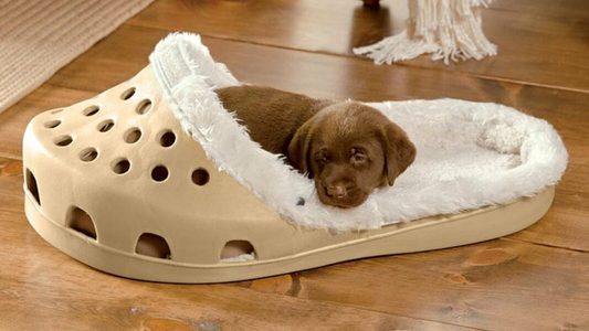 croc hondenmand hond viervoeter