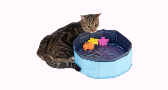 kattenzwembadje