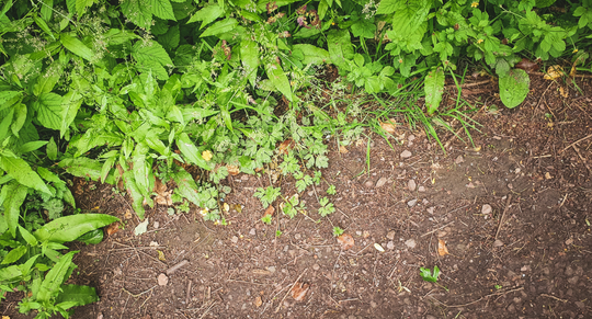 onkruid tuin