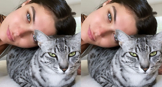 kattennaam