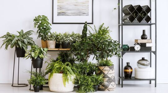 Illustratie voor: Dit zijn de mooiste planten voor in huis en zo verzorg je ze