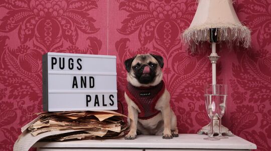 Illustratie voor: Knuffel met mopshonden bij Pugs & Pals café in Londen