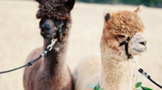 Illustratie voor: Waarom je een alpaca als huisdier wilt