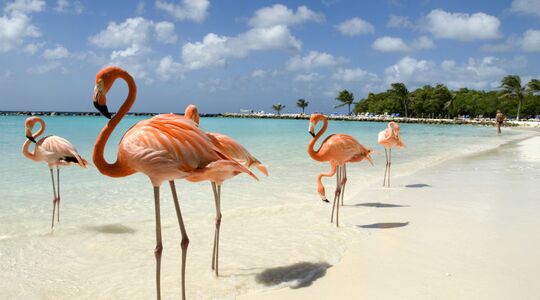 Illustratie voor: Vakantie naar Aruba geboekt? Hier moet je heen