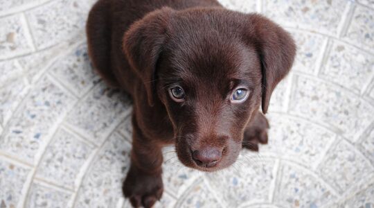 puppy-knuffelen-fem-fem