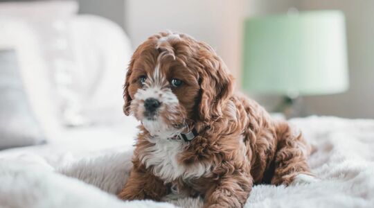 Illustratie voor: Science says: met je hond slapen is goed voor je slaapritme