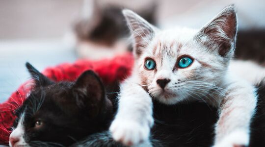 Illustratie voor: Speciaal voor alle kattenliefhebbers: het kattigste memoryspel