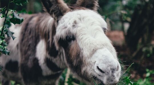 Illustratie voor: We nemen afscheid van de alpaca, vanaf nu zijn mini ezels je favoriete dier