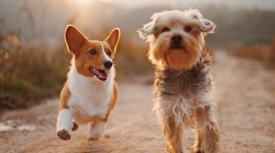 Illustratie voor: Science says: een hond in je leven maakt je een stuk gelukkiger
