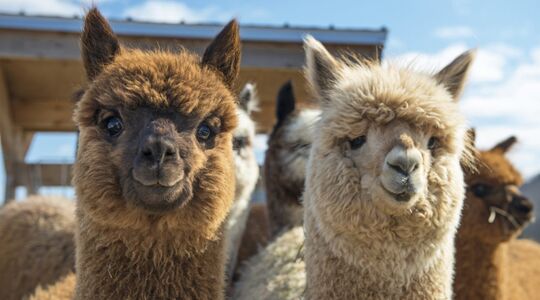 Illustratie voor: Slapen in een boomhut tussen de alpaca’s? Het kan!