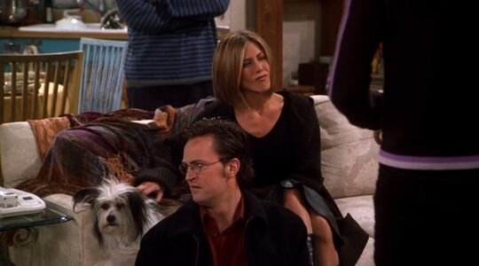 Illustratie voor: Het Instagram account van Friends-acteur Matthew Perry’s puppy is een hit!