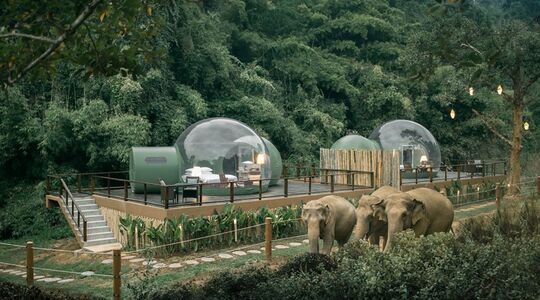 Illustratie voor: Slapen tussen olifanten in een luxe jungle bubbel is dé droom