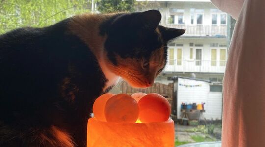Illustratie voor: Bewezen: katten helpen bij het verdrijven van boze geesten