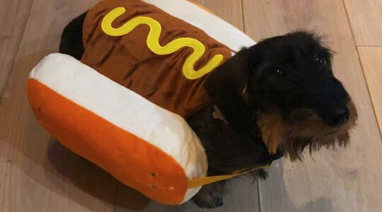 verkleedpakje voor je hond