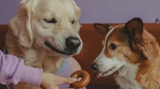 Hondencafé woof & me